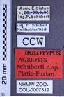 Etiketten zu Agriotes schuberti (NHMW-ZOO-COL-0007319)